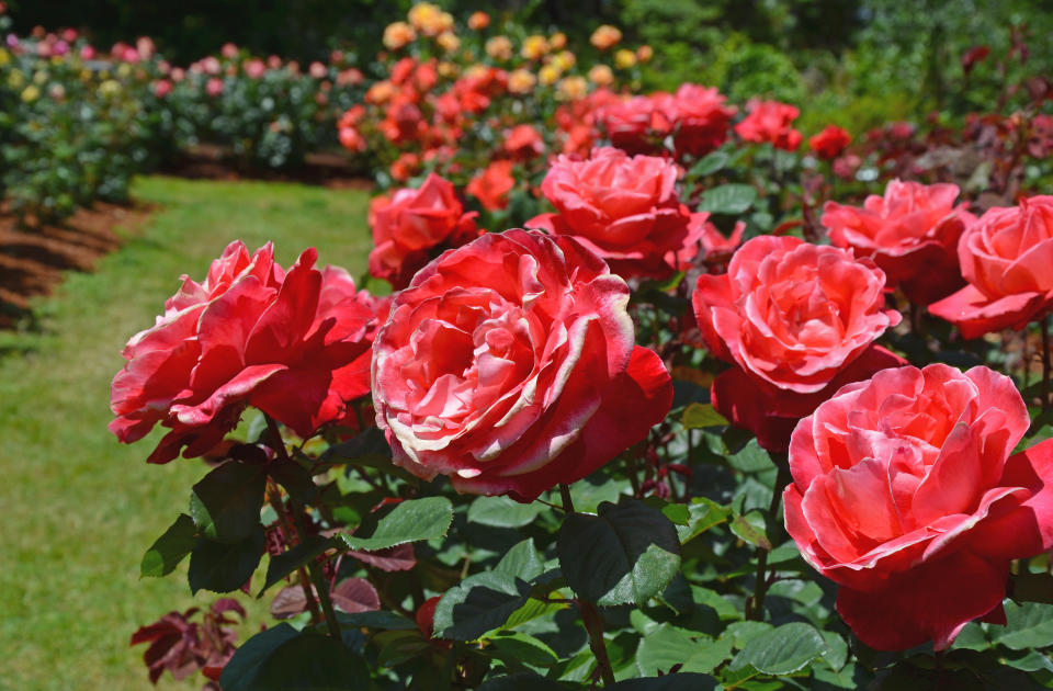 Beautiful pink summer roses in botanical garden