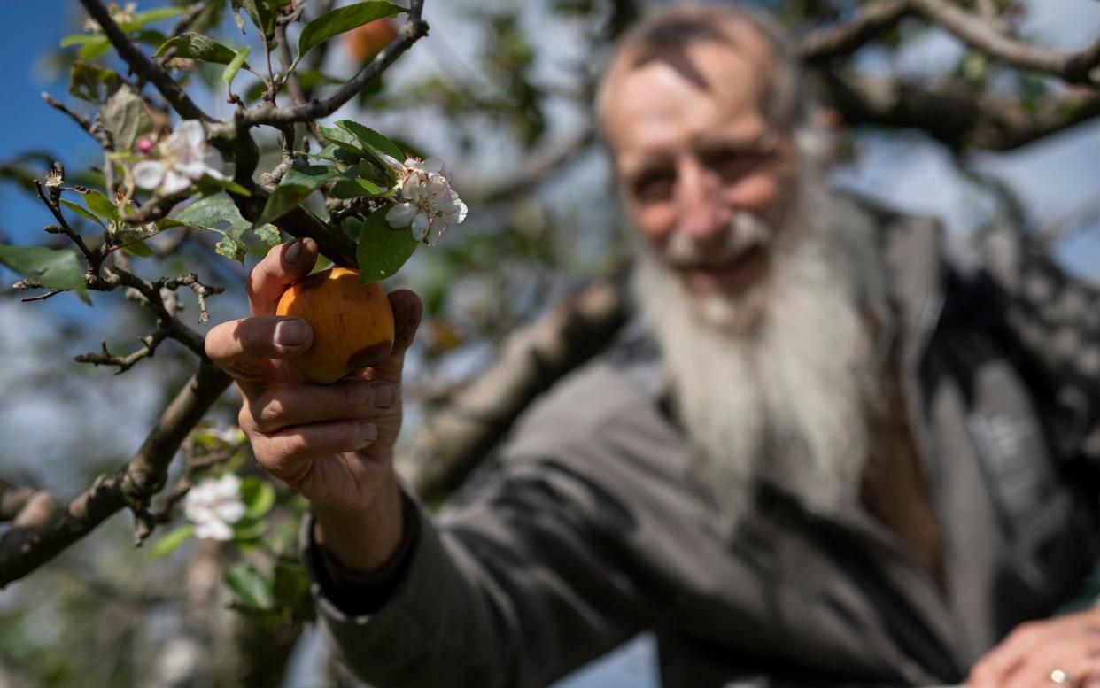 Mcc0096991. RHS gardener Bernard Boardman picks fruit form apple trees which have come into blossom out of season at RHS Wisley in Surrey Friday Sept. 25, 2020. Picture by Christopher Pledger for the Telegraph. - Christopher Pledger/Christopher Pledger