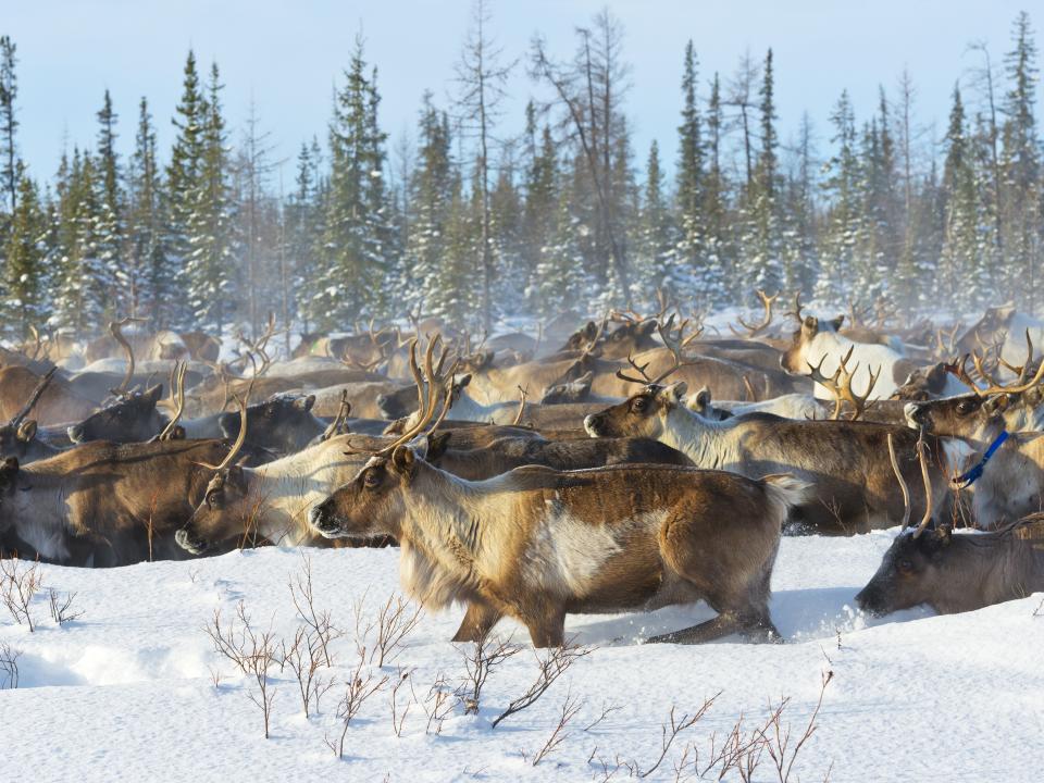 Yamal Peninsula, Russia