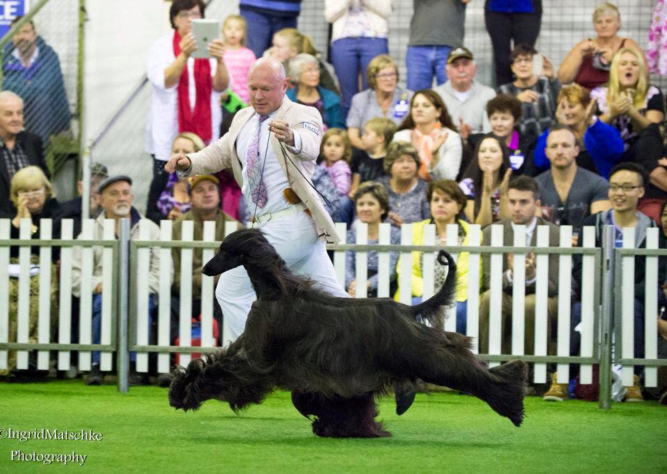 Los perros de esta raza son provenientes de Afganistán. Su pelaje suele ser largo y muy fino. Para mantenerlo sedoso y evitar que se enrede, requiere cuidados especiales y constantes al lavarlo.