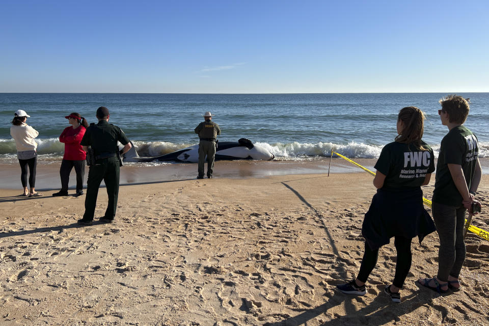 This photo provided by Flagler County Sheriff’s Office shows a dead killer whale in Palm Coast, Fla., on Wednesday, Jan. 11, 2023. According to authorities, the 21-foot (6.4-meter) killer whale died after beaching itself. (Flagler County Sheriff’s Office via AP)