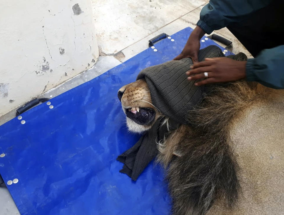 In this photo taken on Wednesday, March 13, 2019, a darted captured lion is seen in a police cell at the Sutherland, South Africa. The lion had escaped from the Karoo National Park near Beaufort West, some 320km away, a month ago after he reportedly managed to crawl underneath the park's electric fence. The lion was recaptured when four sheep and two goats were killed on a farm in the vicinity. (AP Photo)