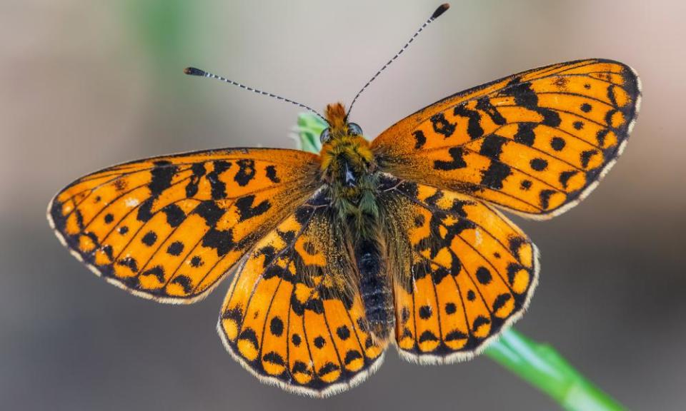 Pearl-bordered fritillary butterfly.