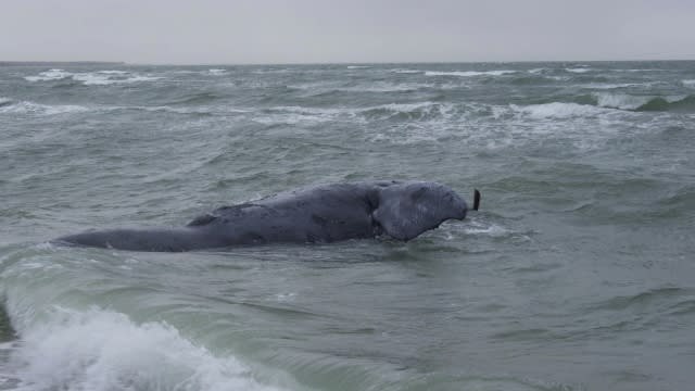 A female right whale was found dead off Martha's Vineyard