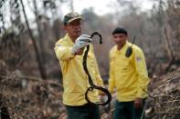 <p>Les incendies en Amazonie sont la conséquence directe de la déforestation, des agriculteurs pratiquant le brûlis sur des aires déboisées pour y faire paître du bétail. Les hommes du ministère brésilien de l'Environnement tentent d'arrêter ces feux. </p>