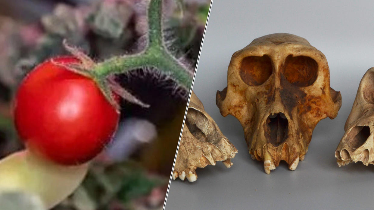  Dwarf tomatoes on the International Space Station; Skulls of ancient Egyptian sacred mummified baboons. 