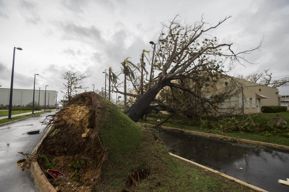 An uprooted tree in San Juan.&nbsp;