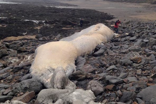 whale carcass washes up on Cornwall beach