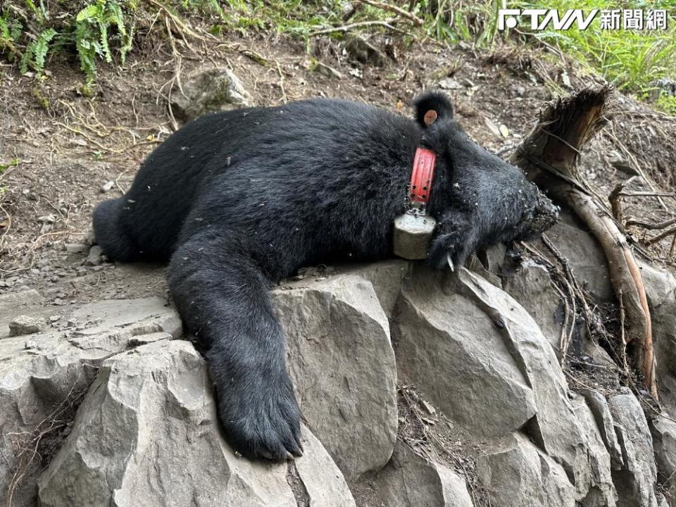 死亡黑熊為編號93685的成年公熊，因左前肢遭套索受困，無法覓食活活渴死。（圖／東勢林管處提供）