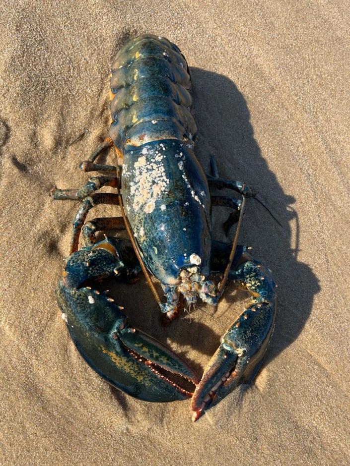 While visiting Cape Cod for a Thanksgiving vacation, the Butterbaugh family of Pittsburgh, Pennsylvania, found a big blue lobster on an ocean beach in Truro, and eventually managed to return it to the water.