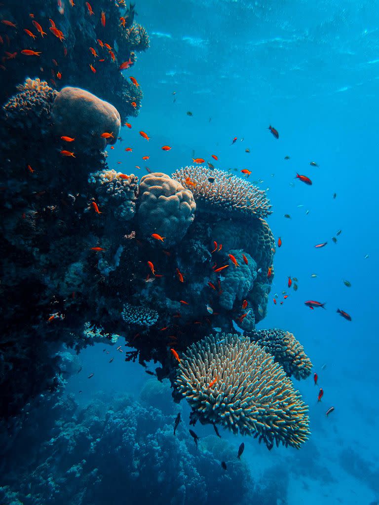 Las esponjas marinas han dado con ingredientes clave para los tratamientos del VIH y el cáncer