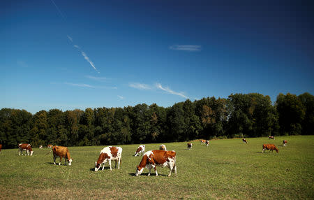 Cows graze in a field on an autumn morning in Saubraz near Biere, Switzerland, September 26, 2018. REUTERS/Denis Balibouse/Files