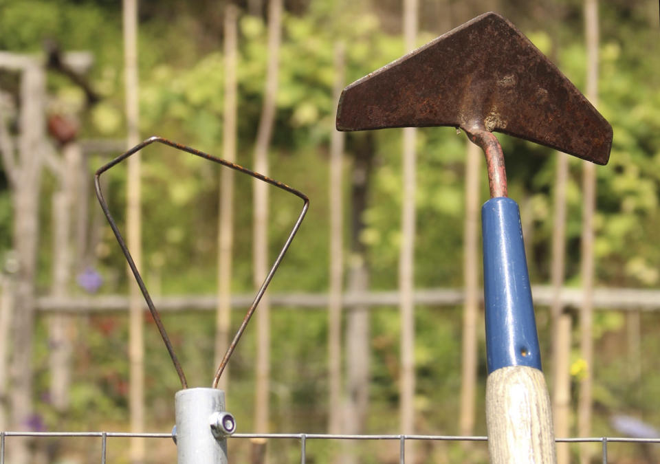 This undated photo shows garden hoes in New Paltz, N.Y. The winged weeder, right, and the wire hoe are two of a few styles of hoe that are a pleasure to use as their sharp edges run along just beneath the surface of the ground. (Lee Reich via AP)