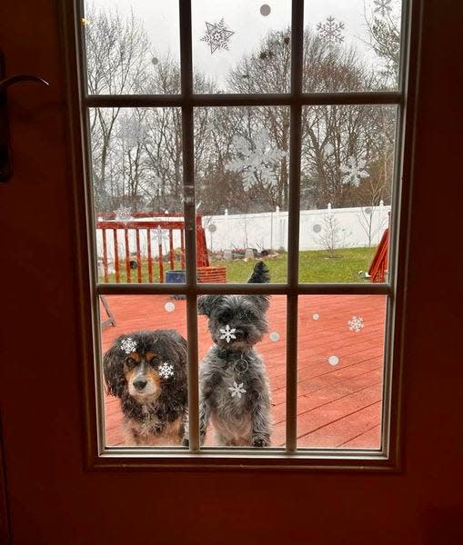 Snowflake decals on the windows at columnist Connie Schultz's home sometimes cast whimsical shadows onto dogs Franklin and Walter.