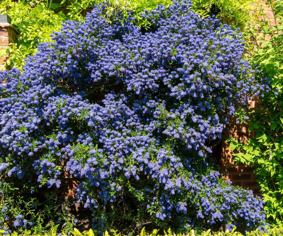 purple/blue flowers in spring on a California Lilac