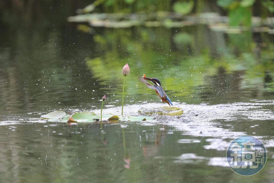 1隻翠鳥俯衝入水吃魚，拍攝者可在定點輕鬆拍到翠鳥捕食畫面。