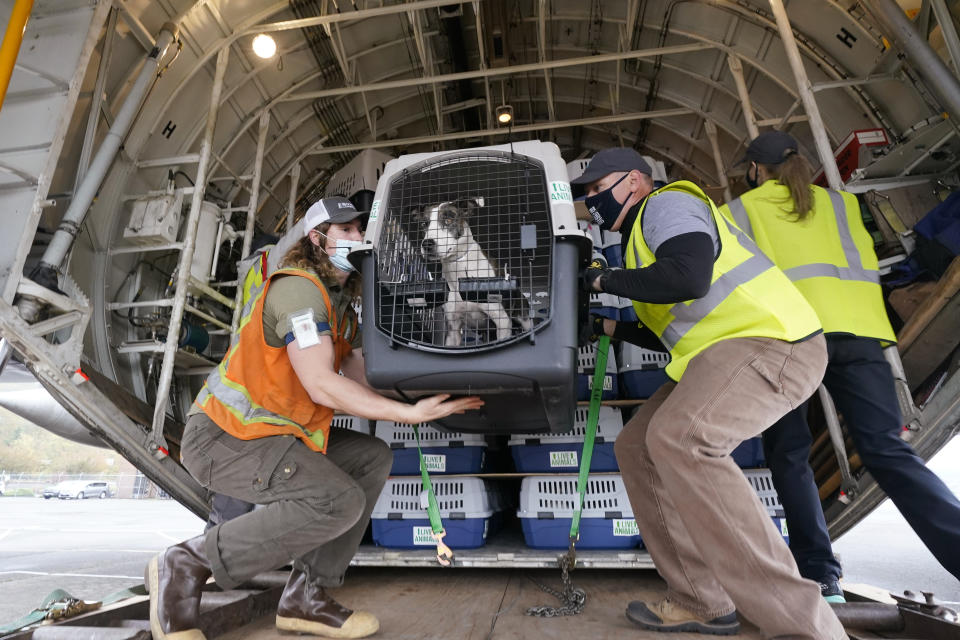 Workers unload a dog from a cargo plane after the landing of a "Paws Across the Pacific" pet rescue flight Thursday, Oct. 29, 2020, in Seattle. Volunteer organizations flew more than 600 dogs and cats from shelters across Hawaii to the U.S. mainland, calling it the largest pet rescue ever. The animals are being taken from overcrowded facilities in the islands to shelters in Washington state, Oregon, Idaho, and Montana. (AP Photo/Elaine Thompson)