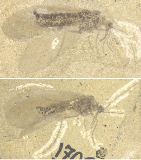 Photo de fossiles d\'insectes protoméropides du Permien (280 millions d\'années) de Russie. Crédit : Khramov et al./Current Biology
