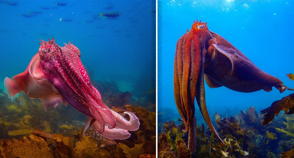 Two images of red giant cuttlefish.
