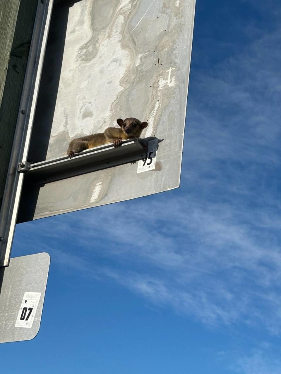 Wildlife authorities captured a young kinkajou at a Yakima rest stop on Sunday, June 23, 2024.