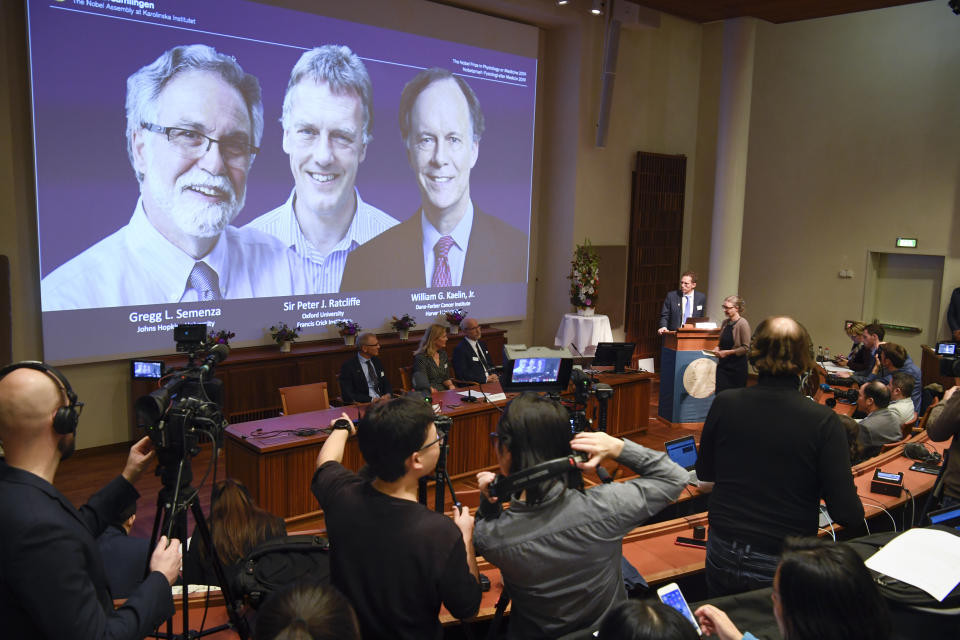 Thomas Perlmann, far right, Secretary-General of the Nobel Committee announces the 2019 Nobel laureates in Physiology or Medicine during a news conference in Stockholm, Sweden, Monday Oct. 7, 2019. The prize has been awarded to scientists, from left on the screen, Gregg L. Semenza, Peter J. Ratcliffe and William G. Kaelin Jr. receiving the award jointly for their discoveries of "how cells sense and adapt to oxygen availability". (Pontus Lundahl/TT via AP)
