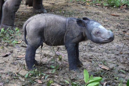 One day old male baby Sumatran rhinoceros named Andatu is seen at the Sumatran Rhino Sanctuary in Way Kambas National Park in Lampung, in this handout photo from the Indonesian Ministry Of Forestry. The critically endangered Sumatran rhinoceros, which became Saturday only the fourth birth in captivity in more than a century, was named Monday a "gift from God"