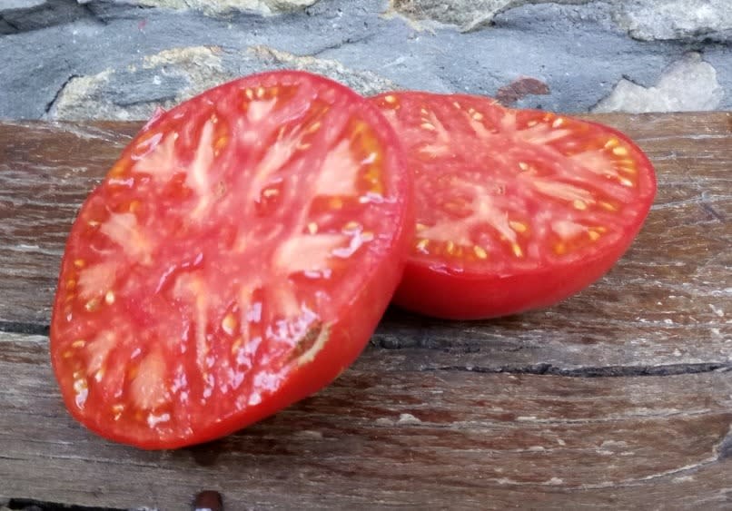 El tomate de Aretxabaleta, mostrando sus encantos. Foto: El tomate de Aretxabaleta, elegido el mejor de España. Foto: Feria Nacional del Tomate Antiguo de Bezana