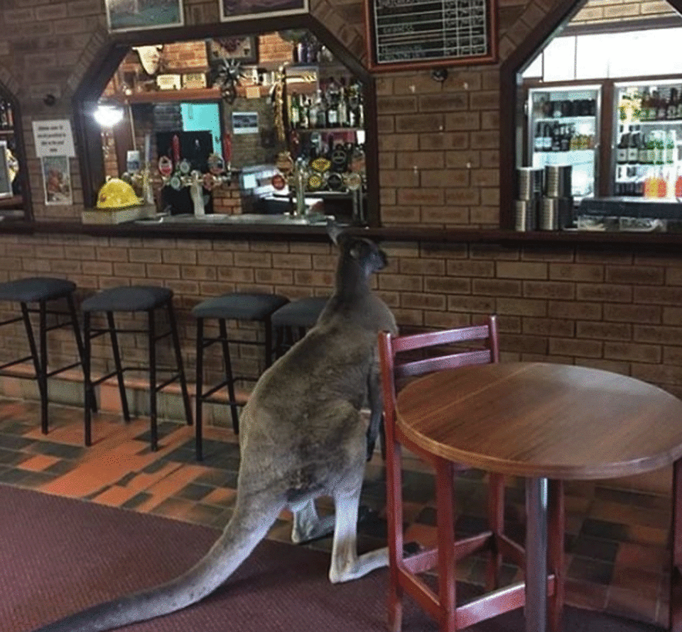 The kangaroo stands at the bar counter.Source: Instagram/ Brown Cardigan