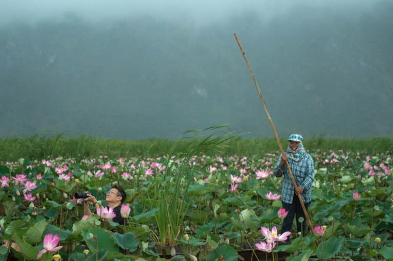 The sea of lotuses in Khao Sam Roi Yot national park, three hours south of Bangkok, is a show-stopping feat of nature that has tourists pouring into the area