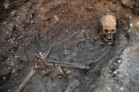 The skeleton of Richard III is seen in a trench at the Grey Friars excavation site in Leicester, central England, in this picture provided by the University of Leicester and received in London on February 4, 2013. REUTERS/University of Leicester/Handout