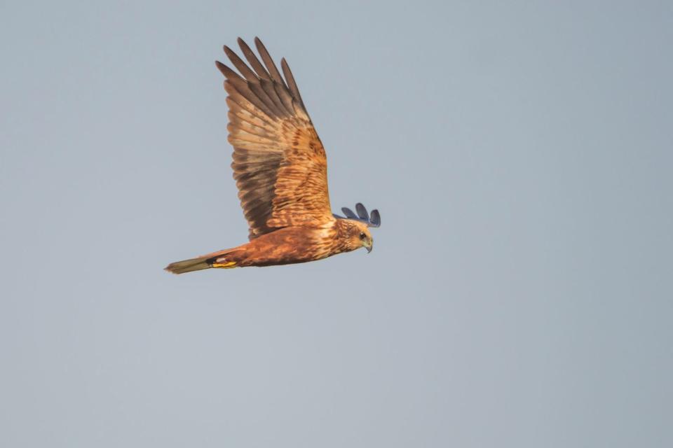 Noch früher reist die Rohrweihe (Cirus aeruginosus) ab. Da kann es bei uns noch sommerlich warm sein. Die Rohrweihe versteckt sich zum Brüten in Schilf und Sumpfgewächsen. Neben kleinen Nagern und Singvögeln müssen auch Wasservögel vor ihr zittern. (Bild: iStock/Mana21)