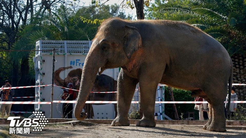 曾是「世界上最孤獨的亞洲象」卡萬，2020年重獲新生、轉往柬埔寨基地生活。（圖／達志影像美聯社）