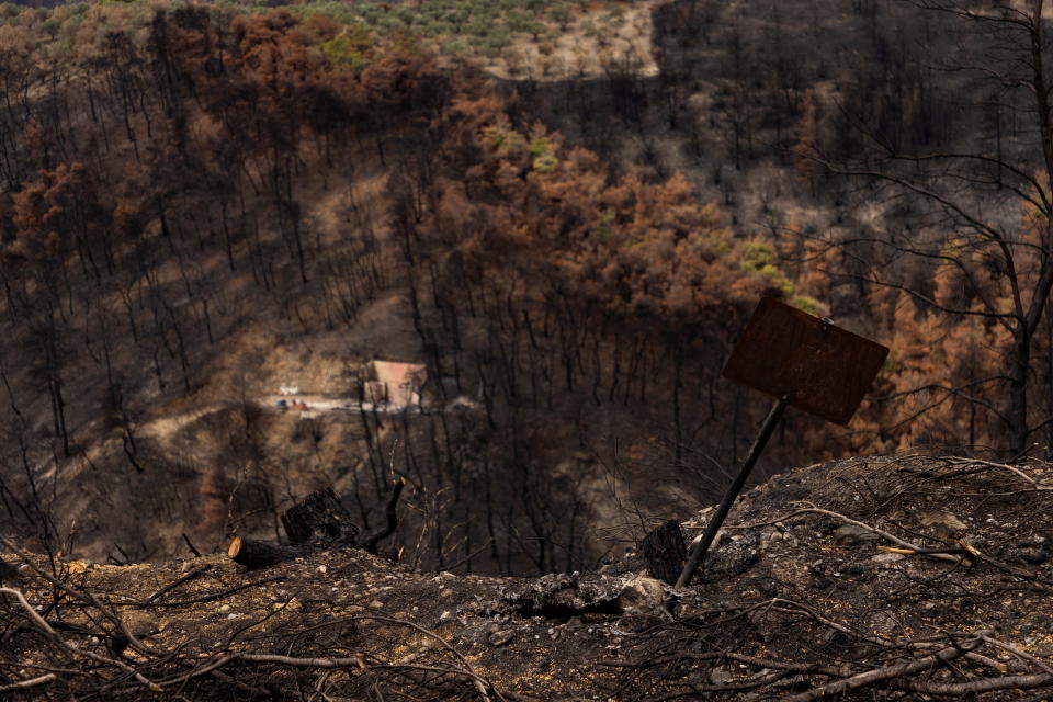 The burned wreckage of a forest. 