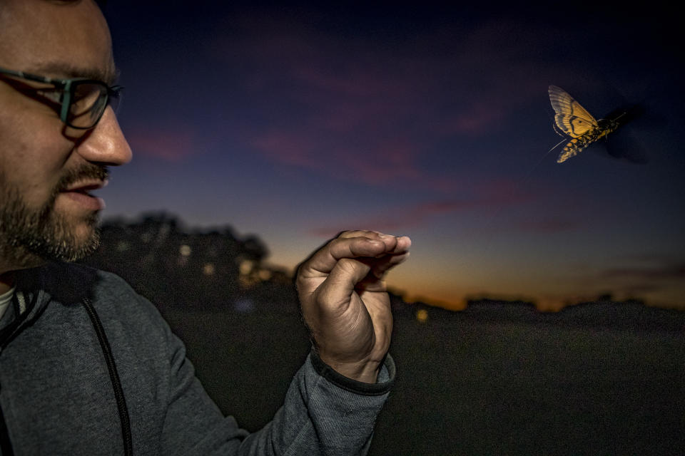 In this undated image provided by the Max Planck Institute of Animal Behavior, after tagging, moths are released in Konstanz, Germany, and followed in a light aircraft for up to 80 kilometers into the Alps. Scientists in Germany attached tiny trackers to giant moths looking for clues about insect migration. (Christian Ziegler/Max Planck Institute of Animal Behavior via AP)