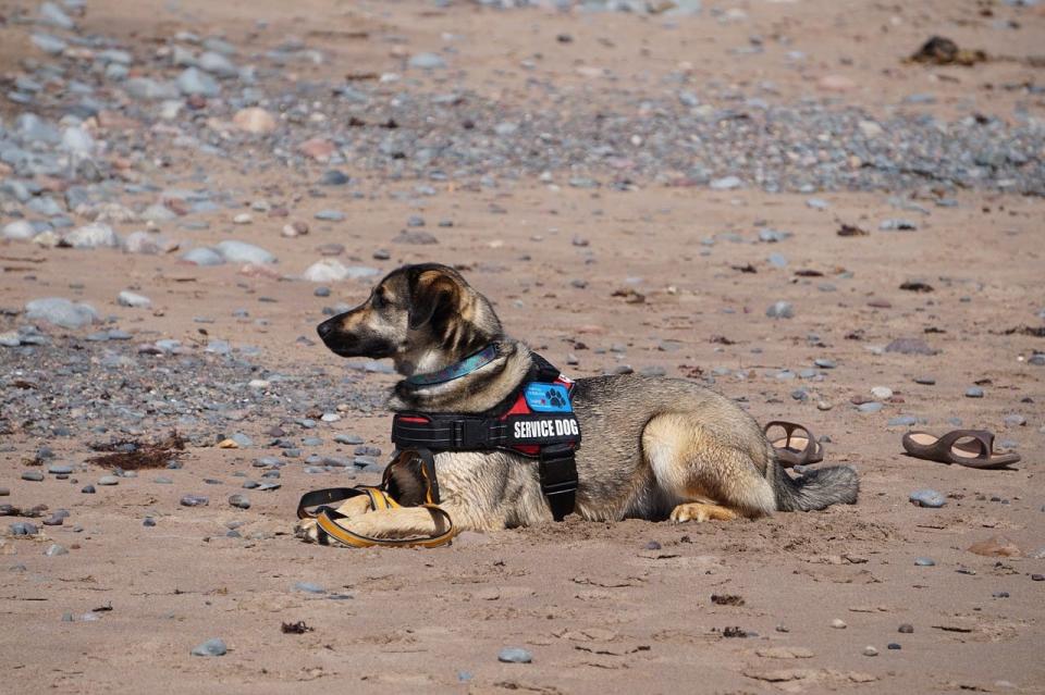 Veteran Service Dogs matches disabled veterans with service dogs and trains both for certification — all for free.