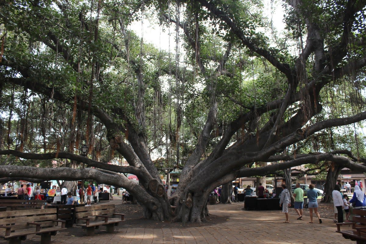 Hawaii Fires Banyan Tree (Copyright 2023 The Associated Press. All rights reserved)