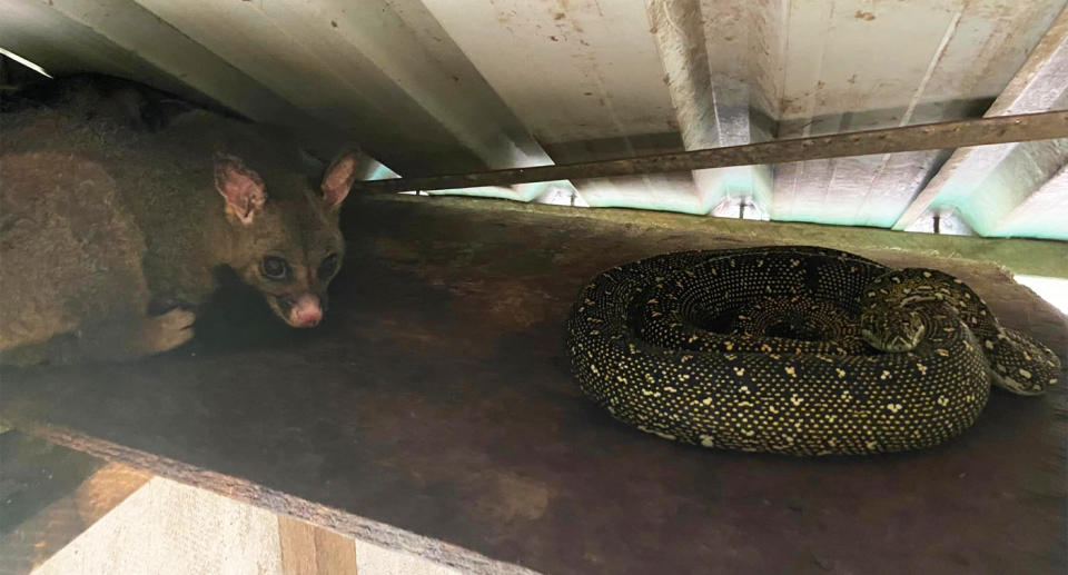 possum and diamond python resting in shade inside chicken coop