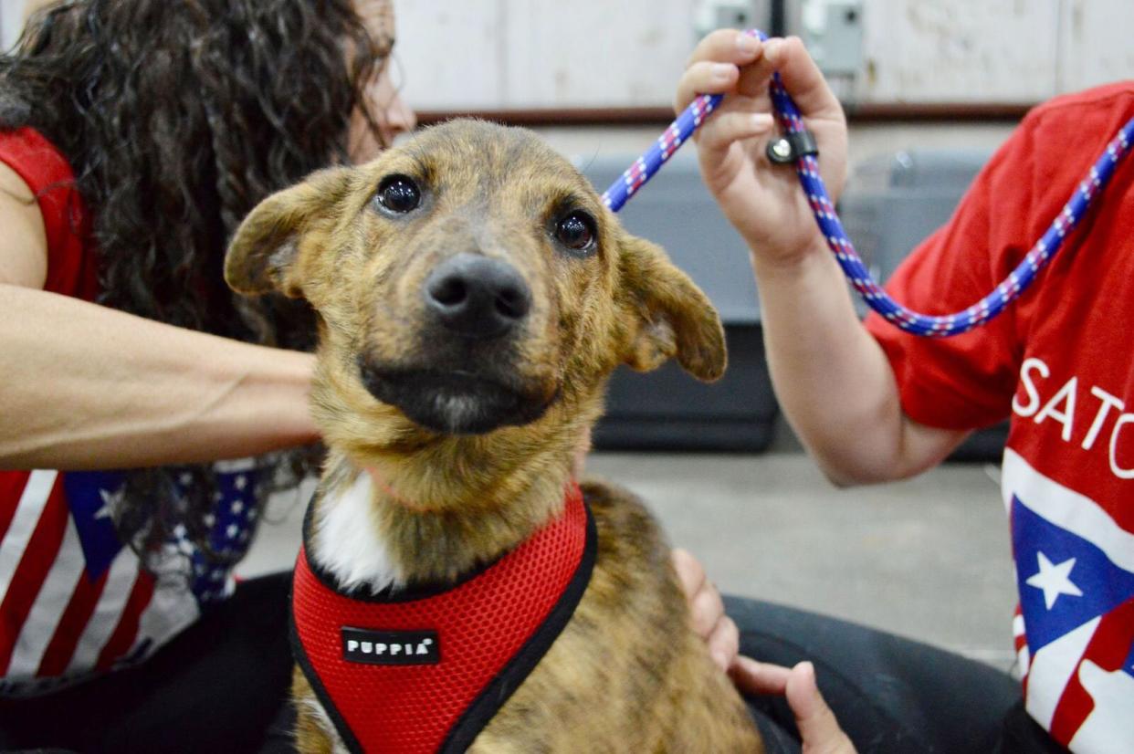 300 Rescue Pets Arrive in U.S. on Historic “Freedom Flights”. (Credit: The Sato Project)