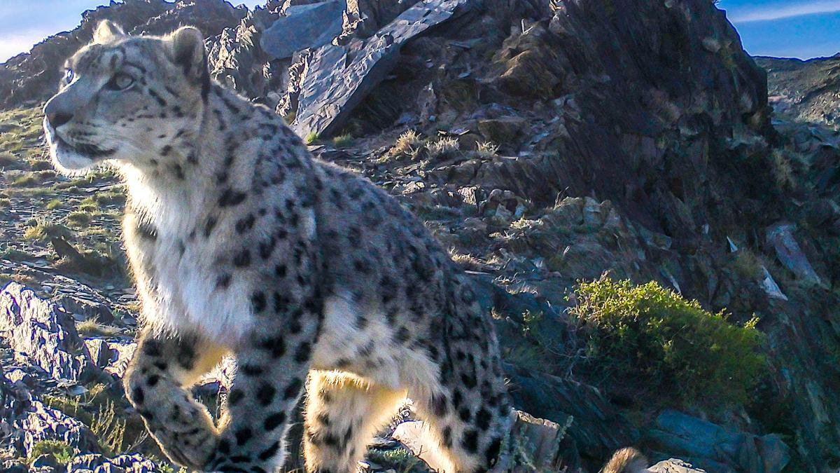 Majority Of Snow Leopard Habitat Under Researched Report   13d9f98d13f436cd0f2d172fcc4cd47e