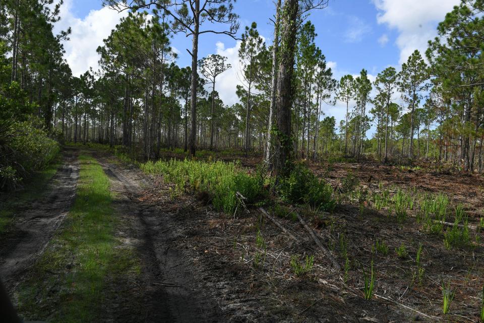 A vehicle path is seen along a land clearing for the future KC Trails and Newfield development area along 3,400-acre property along S.W. Citrus Boulevard in northern Martin County. Newfield was conceived and introduced by Knight Kiplinger, whose family owned the vast expanse of the land now being developed by Mattamy Homes. KC Trails will also include Martin County’s first ever gopher tortoise preserve.