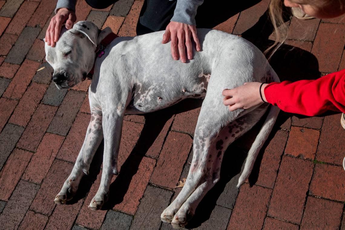 Students pet a therapy dog named ‘Delilah’ at N.C. State’s main campus Tuesday, Feb. 14, 2022.
