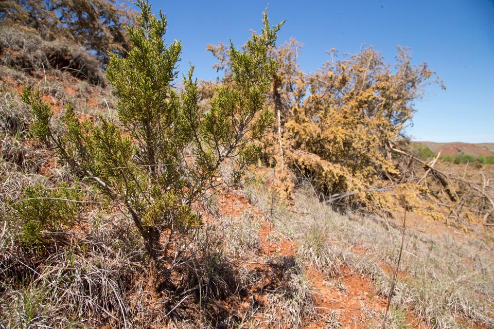 Among felled red cedars dozens of fresh saplings like this one quickly grow to replace them on Jimmy Emmons's ranch near Leedey.