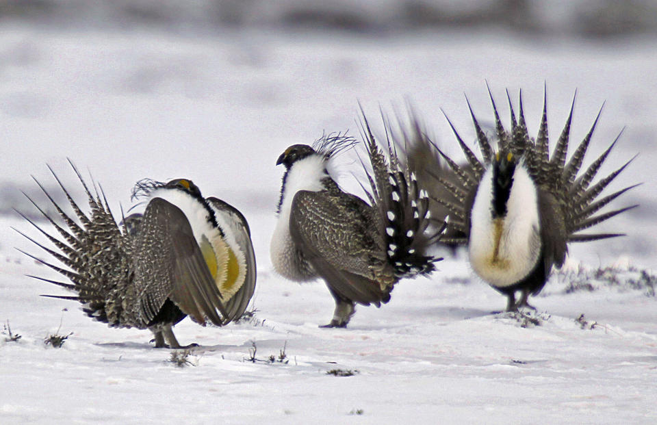 Sage grouse