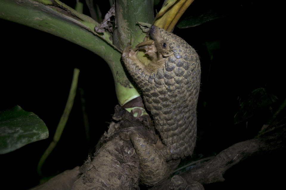 FILE - A Chinese pangolin rests on a tree branch at the Save Vietnam's Wildlife rescue center in Cuc Phuong National Park, Ninh Binh province, Vietnam, on Sept. 20, 2016. The Zoonomia Project is an international effort comparing the genetic blueprints of an array of animals, including this species, and some of the discoveries were shared in 11 papers published Thursday, April 27, 2023, in the journal Science. (AP Photo/Hau Dinh, File)