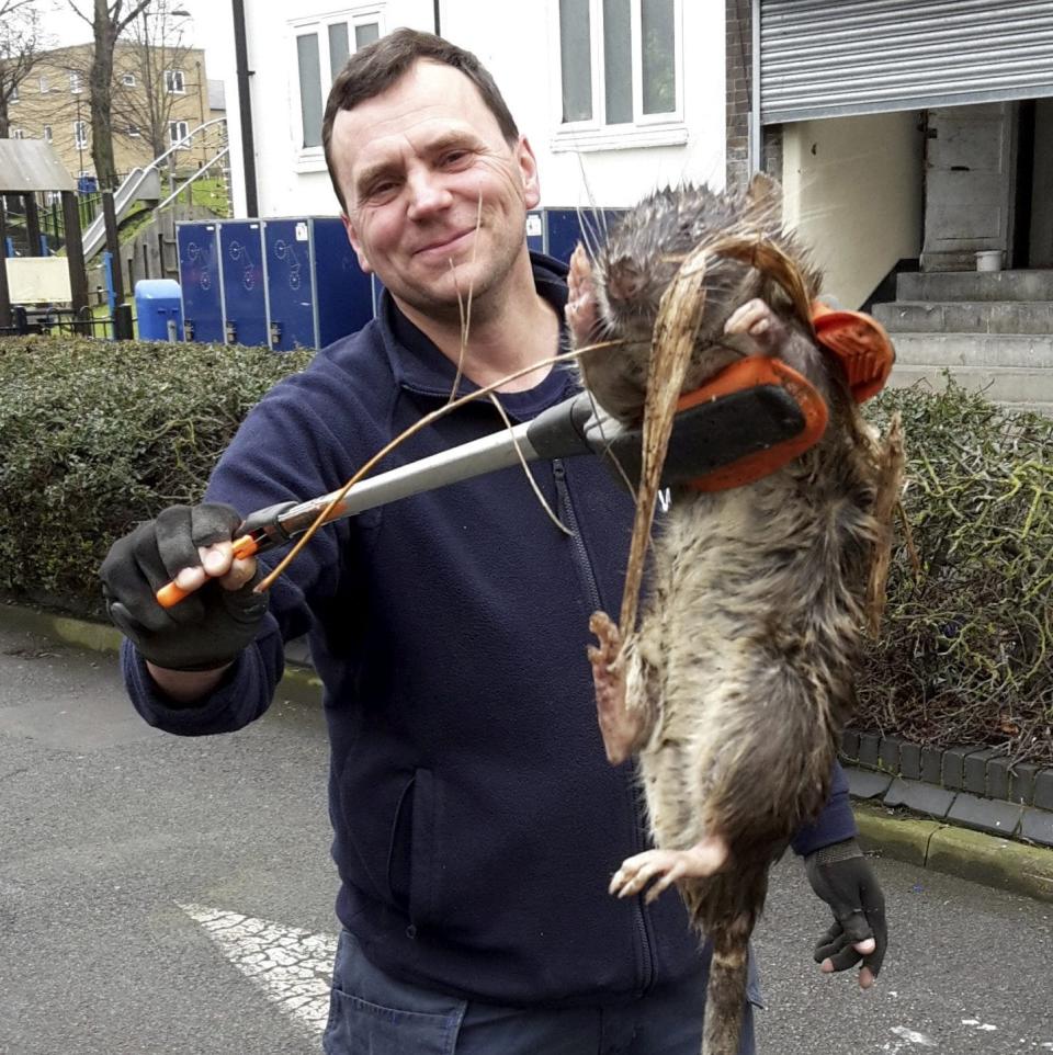 An enormous rat discovered in London by a group of pest controllers in 2016 - Tony Smith/SWNS.com
