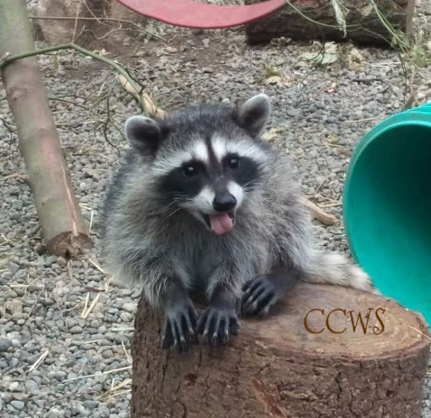 Critter Care Wildlife Society