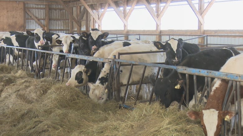 N.B. dairy farmers fire back at Trump over trade claims