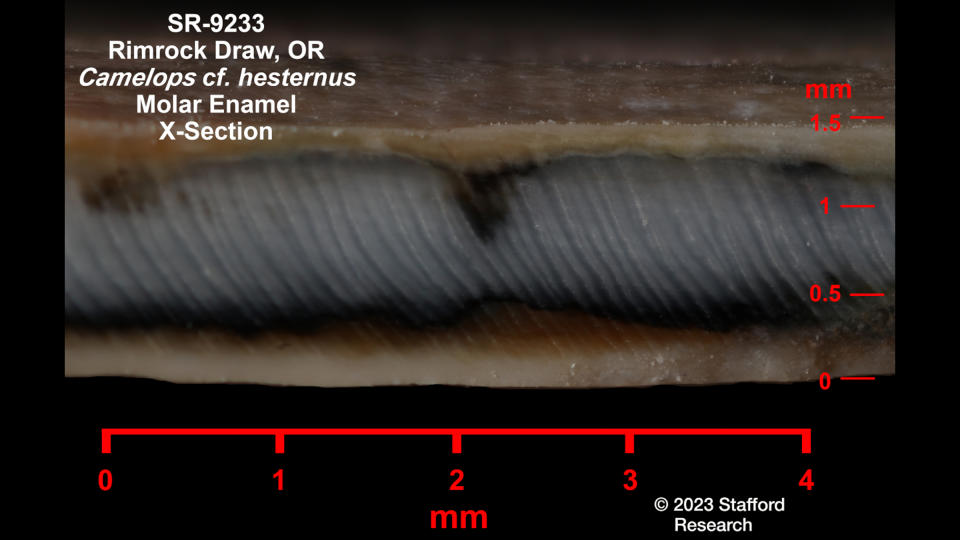 We see a close up of tooth enamel — colored white and brown — next to a ruler.