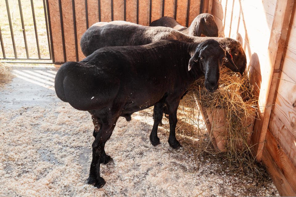 Sheep in a pen with protruding, elongated buttocks