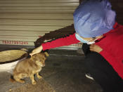 In this photo released by Chinese nurse Zhang Dan, she pats Doudou, a street dog she fed near her hotel while working in Wuhan in central China's Hubei province Sunday, April 5, 2020. Zhang was among the first to respond to the call for help in China's coronavirus epicenter. The 36-year-old nurse worked through grueling days, ministering to patients who needed assistance from breathing to merely eating. She struggled — but then, a little street dog helped her through. (Zhang Dan via AP)